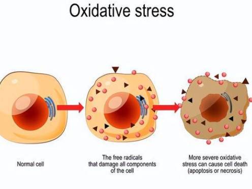 antioxidant property