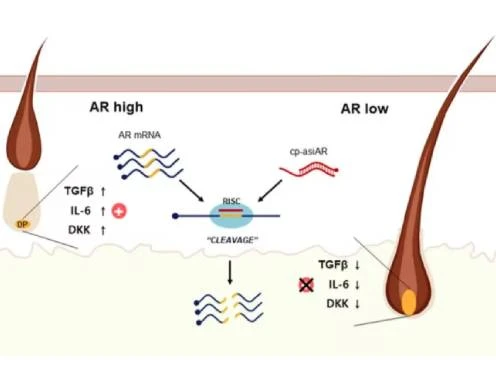 hair signaling pathway