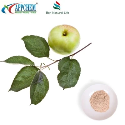 Epleekstrakt Phloretin Bulk Supply