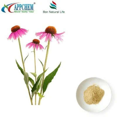 Echinacea Purpurea ekstraktpulver